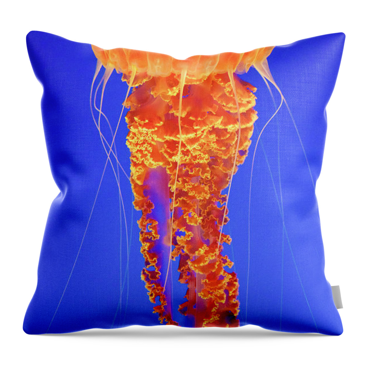 Jellyfish Throw Pillow featuring the photograph Jellyfish #1 by Bruce Block