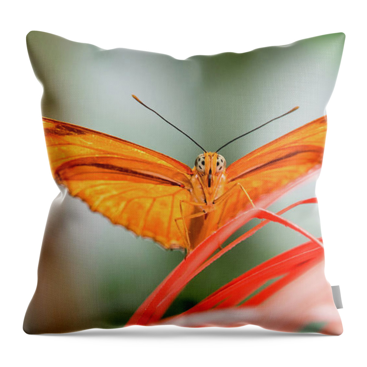 Butterfly Throw Pillow featuring the photograph Julia Butterfly #1 by Cathy Donohoue