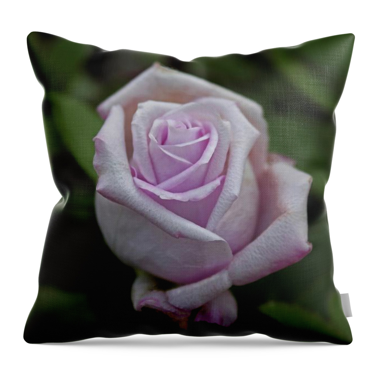 Rose Throw Pillow featuring the photograph Lavender Love #1 by Michiale Schneider