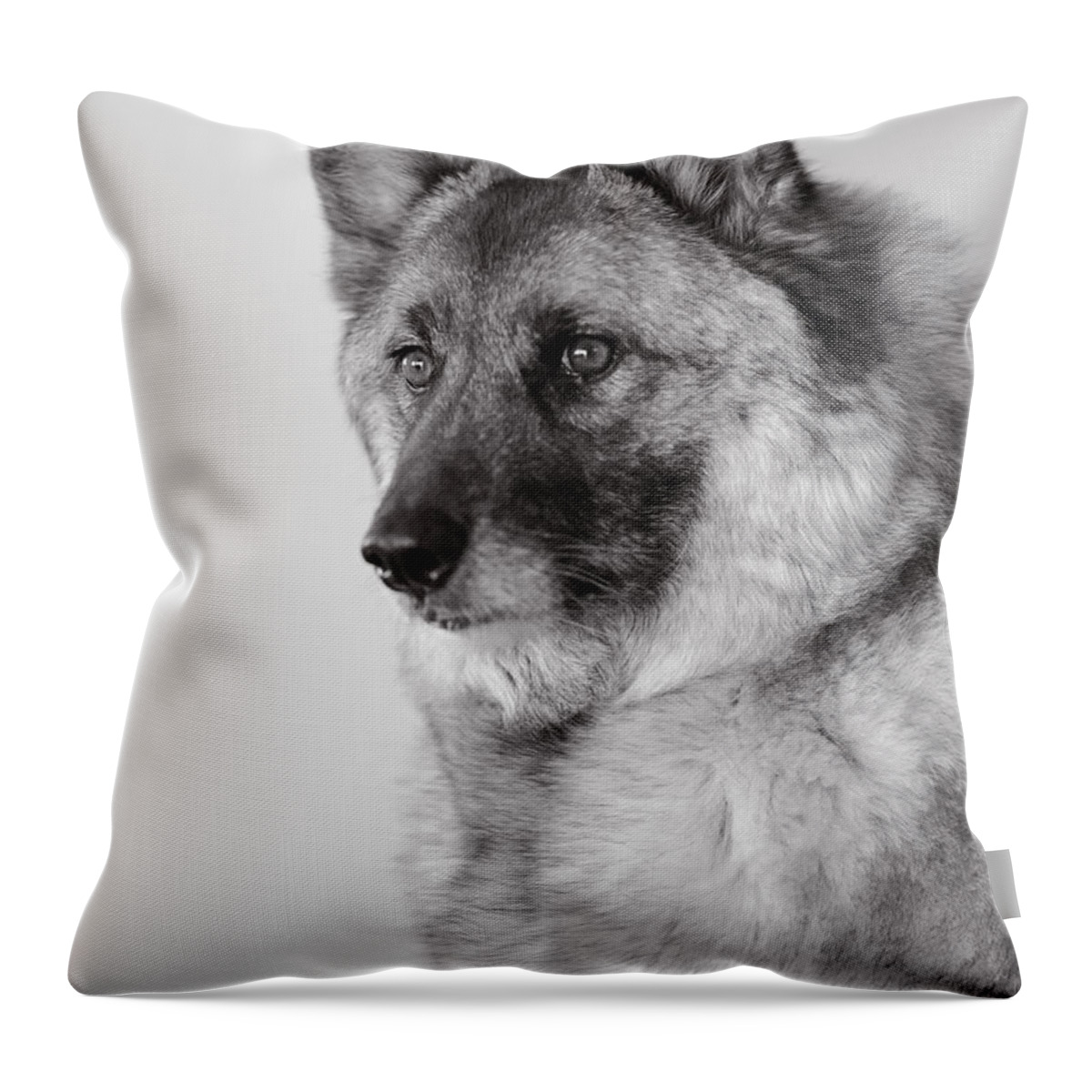 Dog Photography Throw Pillow featuring the photograph Dog Loki by Irina ArchAngelSkaya