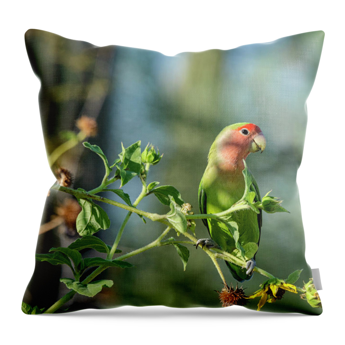 Peach Faced Lovebird Throw Pillow featuring the photograph Lovely Little Lovebird #1 by Saija Lehtonen