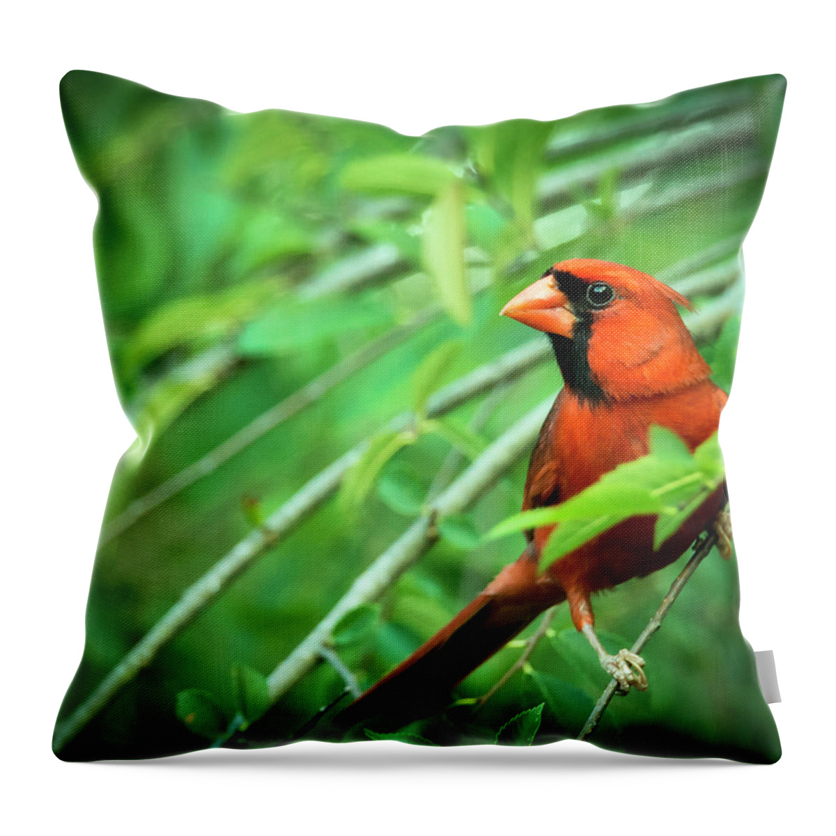 2016-05-29 Throw Pillow featuring the photograph Male Cardinal in a Tree #1 by Phil And Karen Rispin