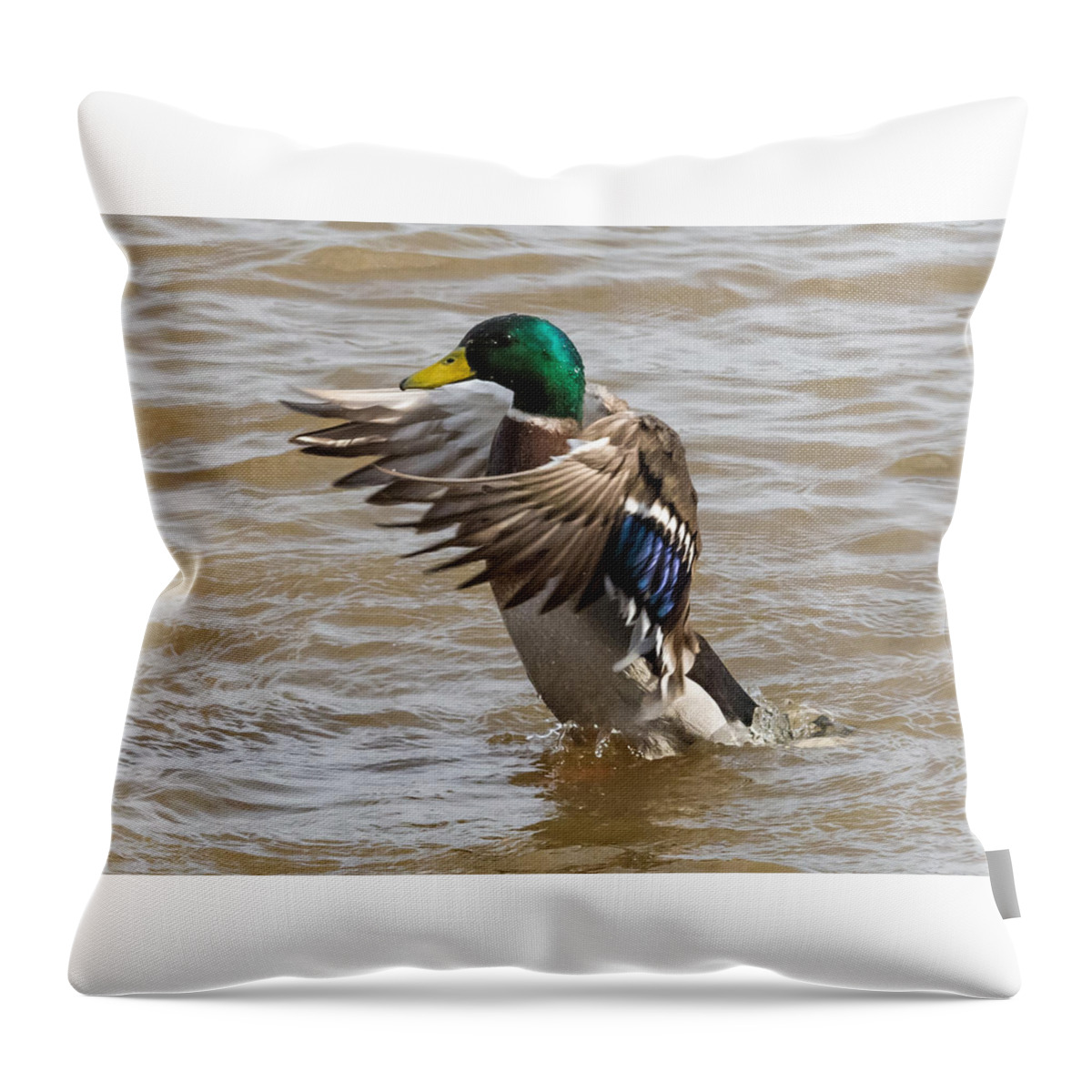 Male Throw Pillow featuring the photograph Male Mallard by Holden The Moment