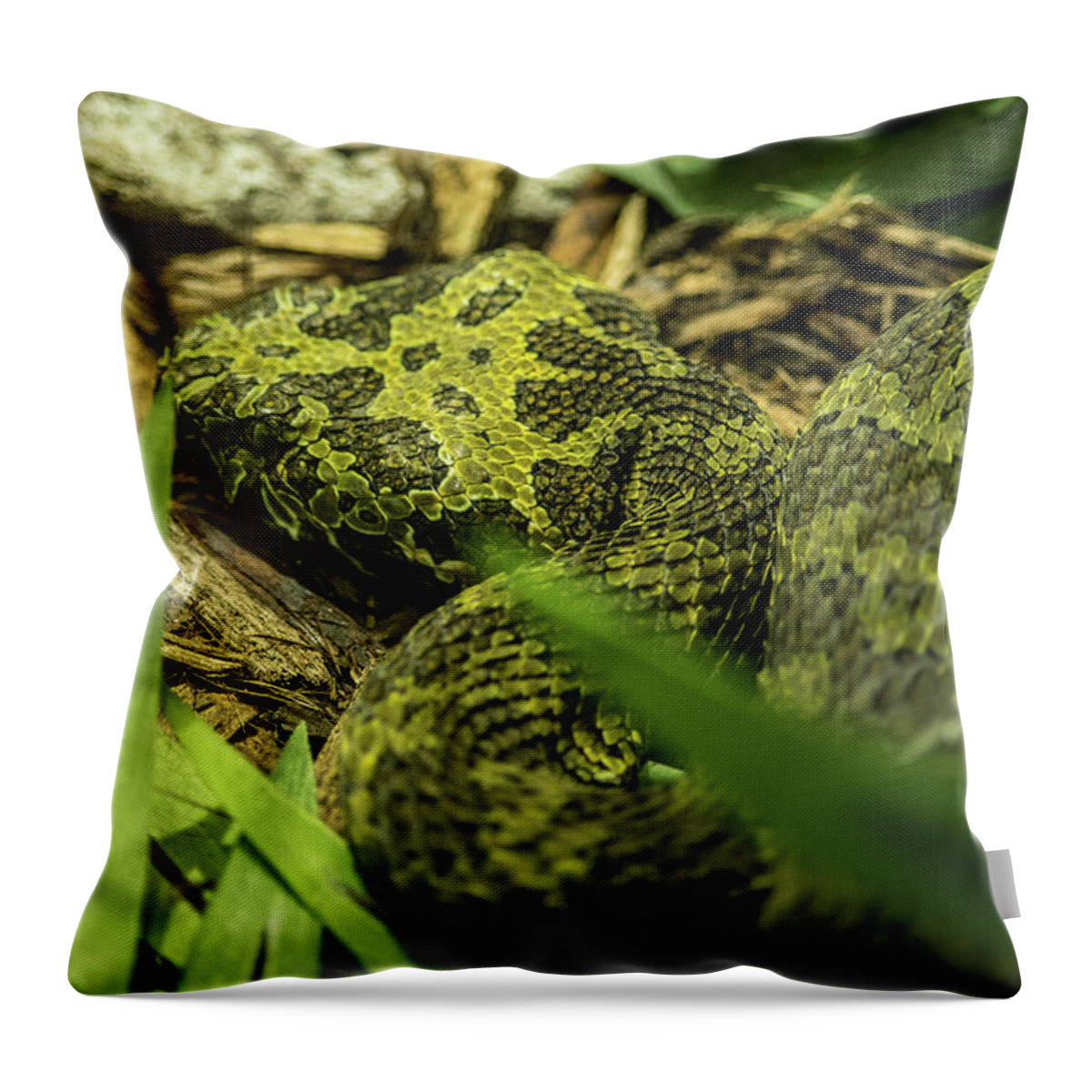 Mangshan Throw Pillow featuring the photograph Mangshan Mountain Viper #1 by Douglas Barnett