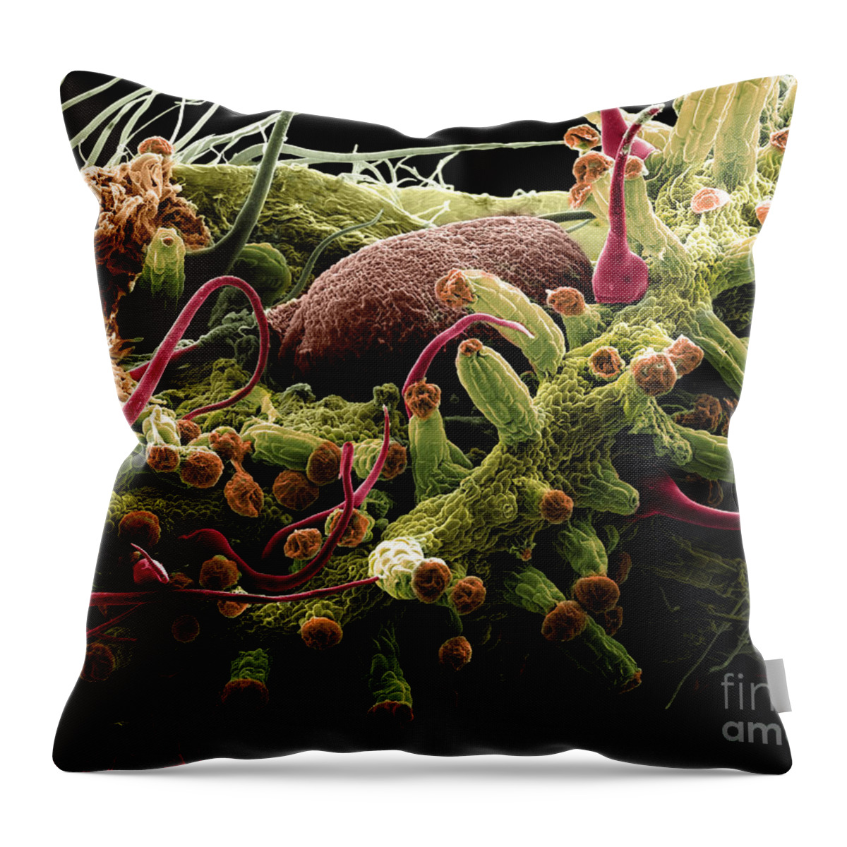 Botany Throw Pillow featuring the photograph Mature Cannabis Bud, Sem #1 by Ted Kinsman