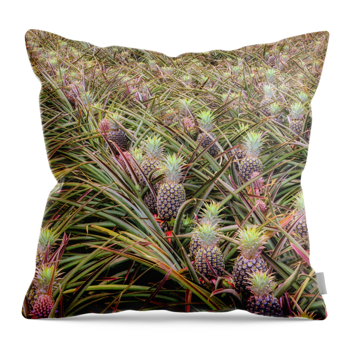 Hawaii Throw Pillow featuring the photograph Maui Gold Pineapples #1 by Jim Thompson