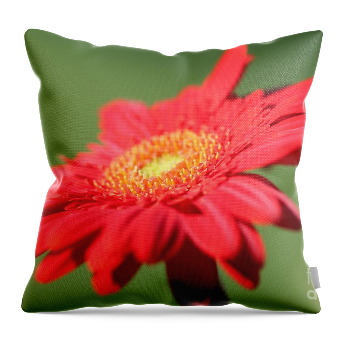 Mccombie Throw Pillow featuring the photograph Mega Revolution Scarlet Red with Light Eye Gerbera Daisy #5 by J McCombie