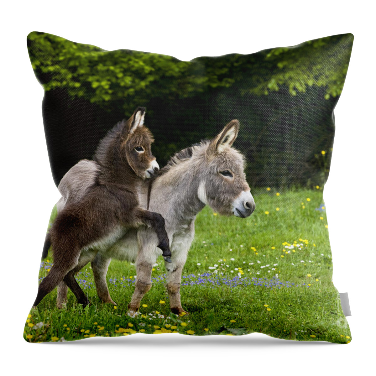Miniature Donkey Throw Pillow featuring the photograph Miniature Donkeys #1 by Jean-Louis Klein & Marie-Luce Hubert