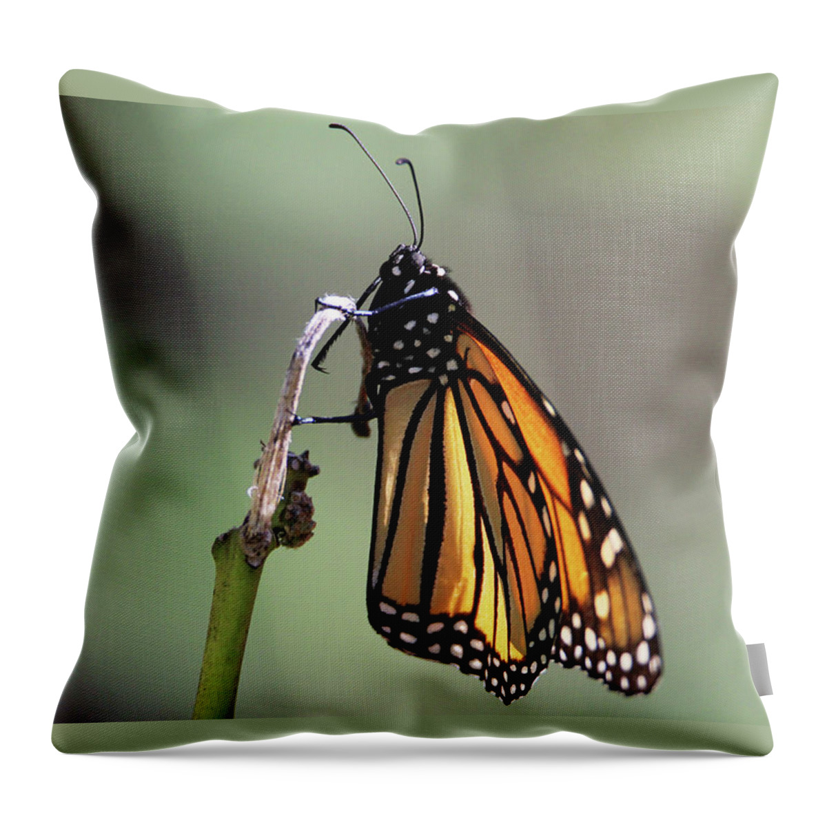 Monarch Butterfly Throw Pillow featuring the photograph Monarch Butterfly Stony Brook New York #1 by Bob Savage