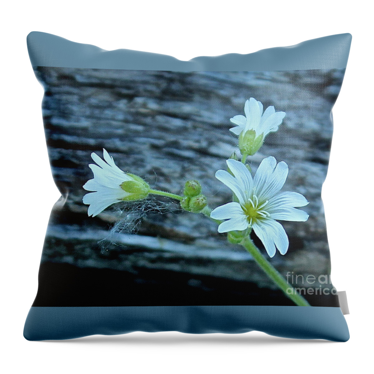 Mouse Eared Chickweed Throw Pillow featuring the photograph Mouse-Eared Chickweed #1 by Ann E Robson