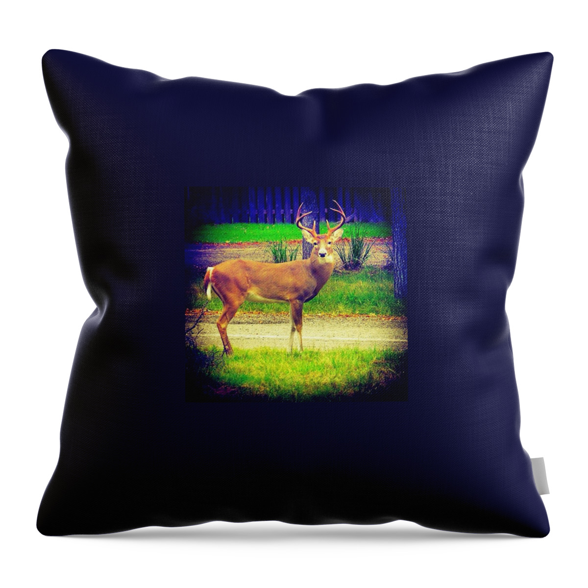 Fawn Throw Pillow featuring the photograph Mr. Big #horns Keeps Chasing All The #1 by Austin Tuxedo Cat