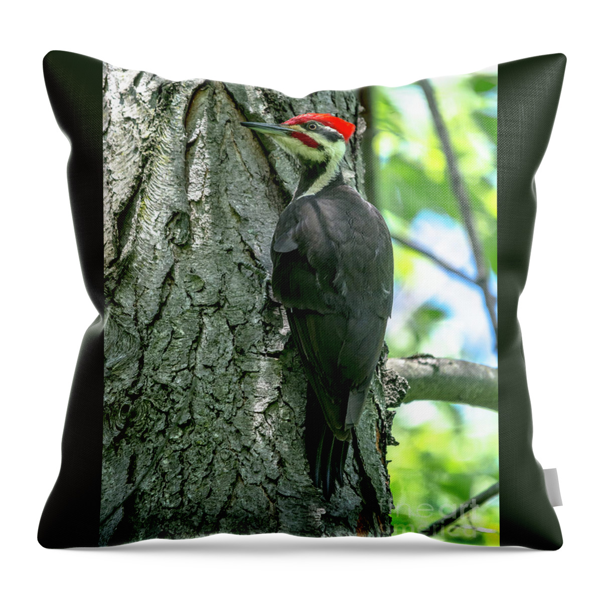 Cheryl Baxter Photography Throw Pillow featuring the photograph Mr. Pileated Woodpecker #1 by Cheryl Baxter