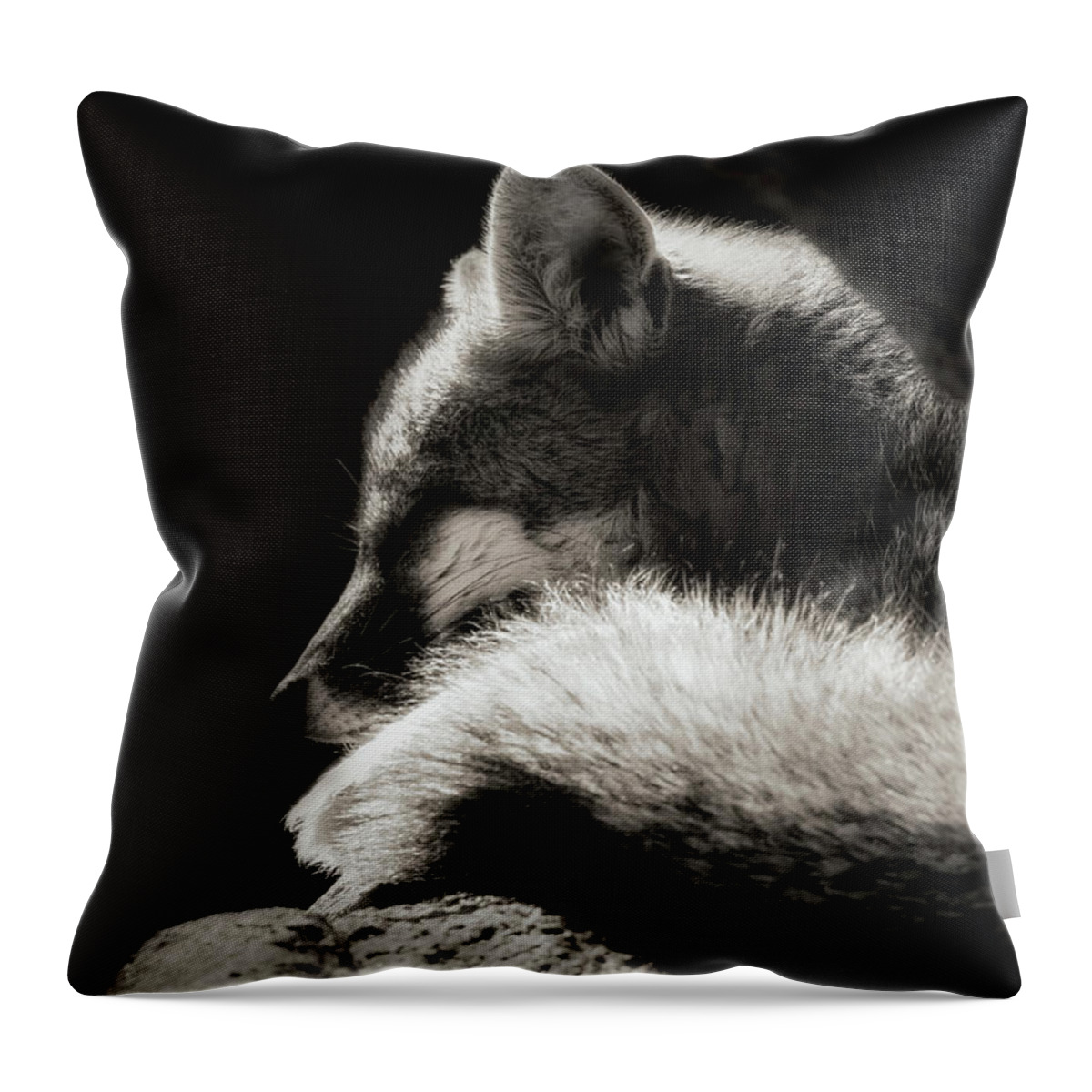 Grey Fox Throw Pillow featuring the photograph Nap Time #1 by Elaine Malott