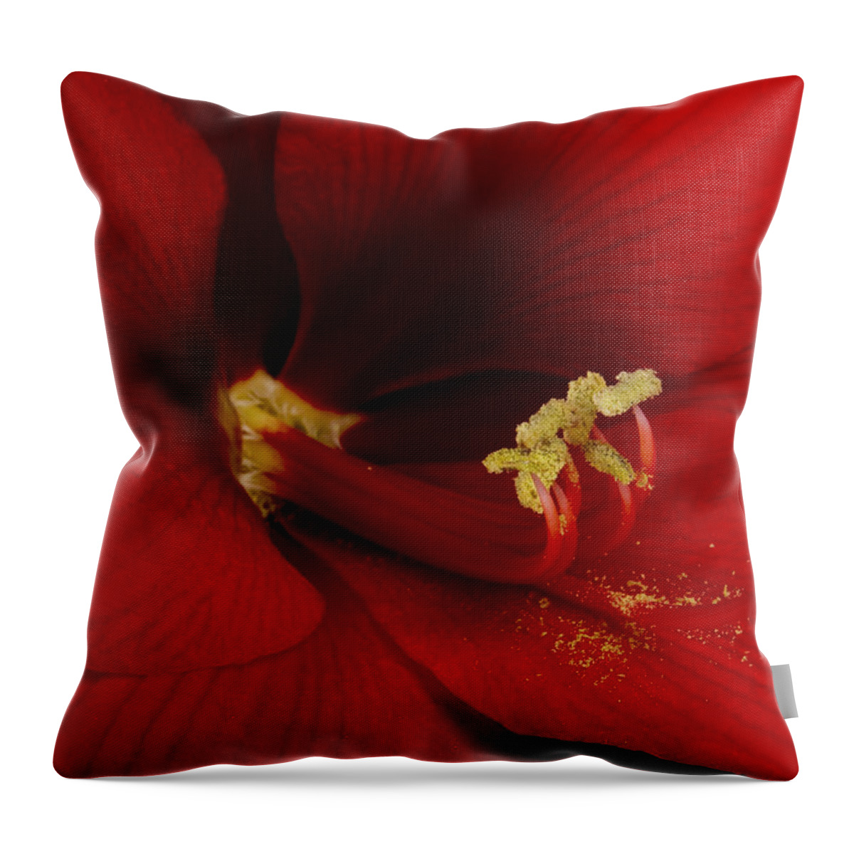 Amaryllis Throw Pillow featuring the photograph Orange Amaryllis Bloom #1 by James BO Insogna