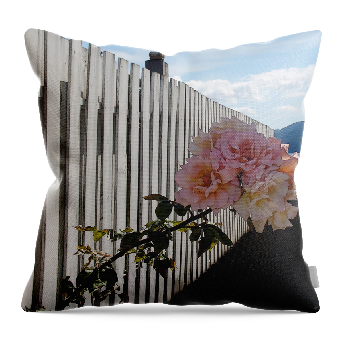 Rose Throw Pillow featuring the photograph Orcas Island Rose #1 by Tim Nyberg