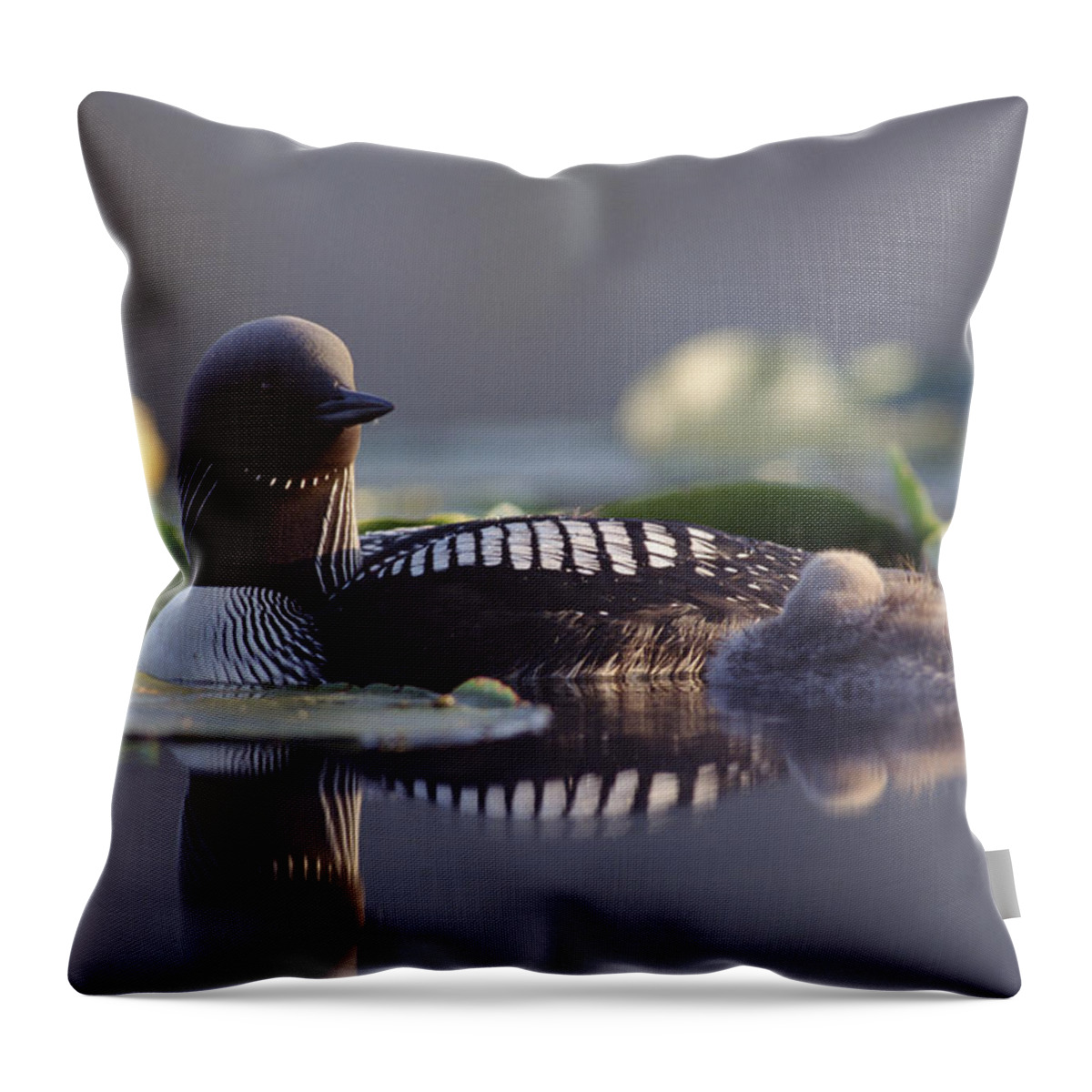 Mp Throw Pillow featuring the photograph Pacific Loon Gavia Pacifica Parent #1 by Michael Quinton