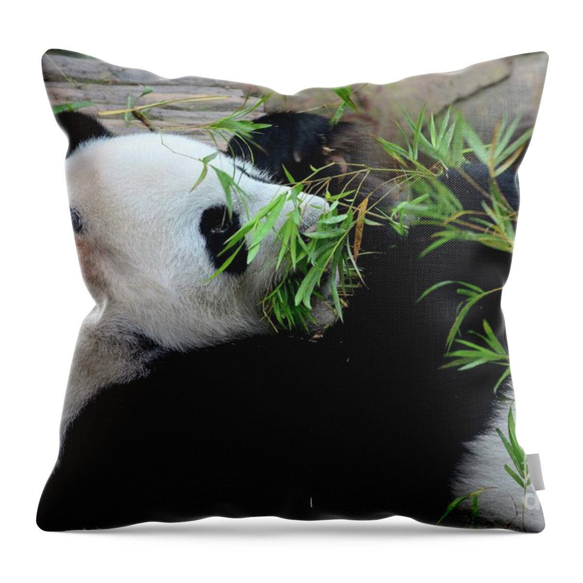 Panda Throw Pillow featuring the photograph Panda bear lies on back and eats green bamboo shoot plants #2 by Imran Ahmed