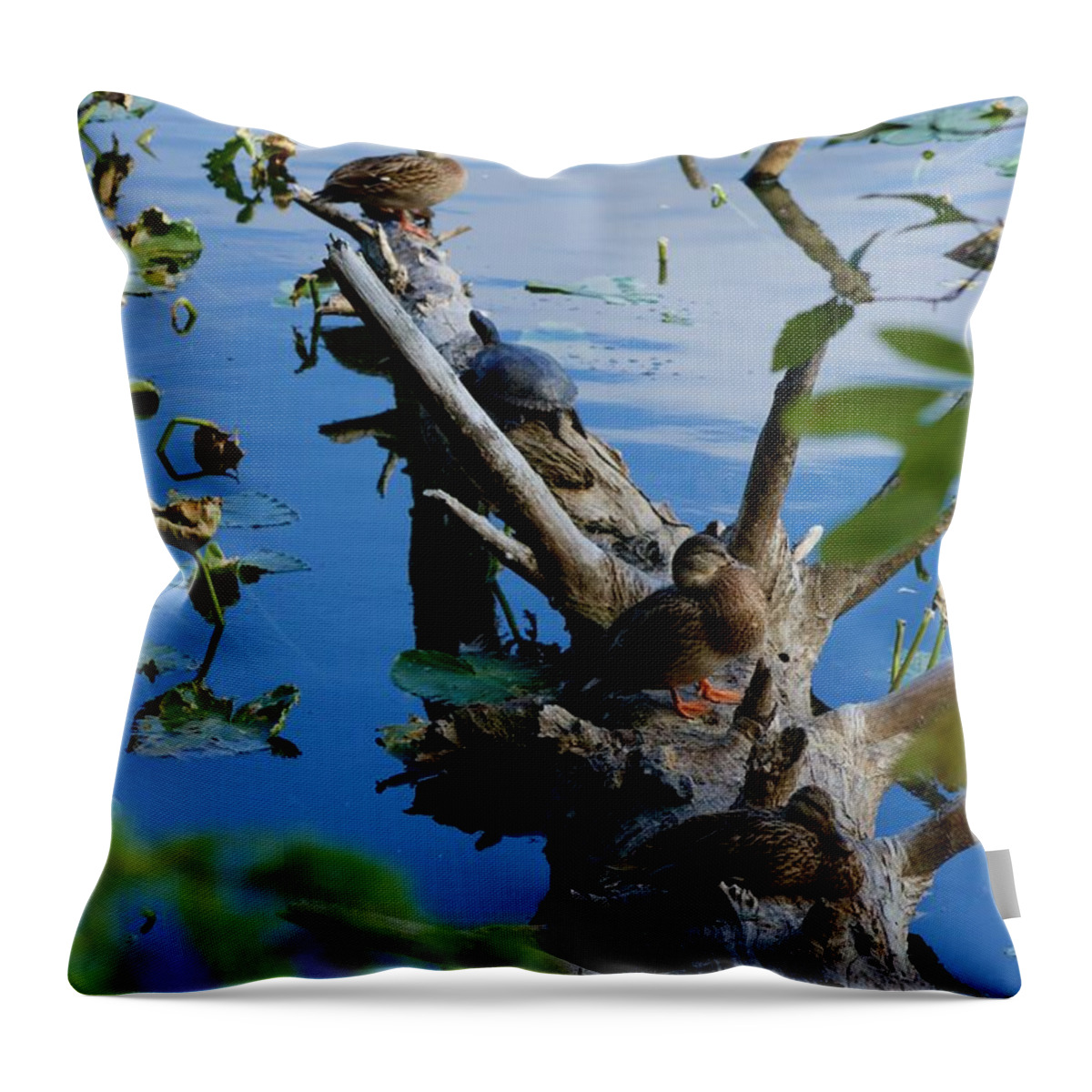 Photography Throw Pillow featuring the photograph Peaceful Co-existence #1 by Sean Griffin