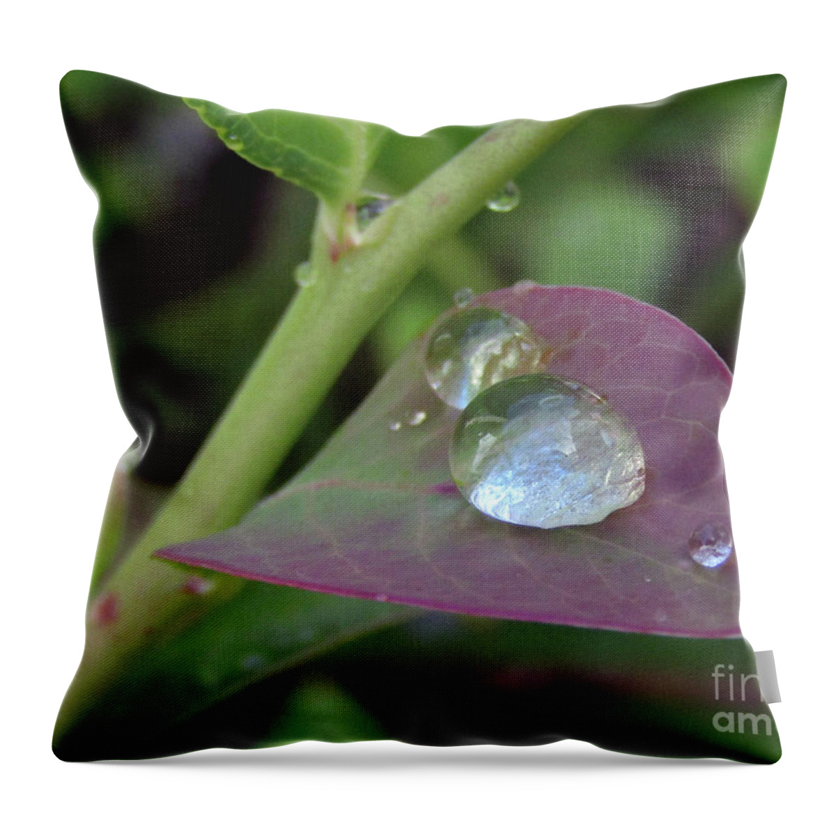 Raindrops Throw Pillow featuring the photograph Pearls On Leaves 4 by Kim Tran