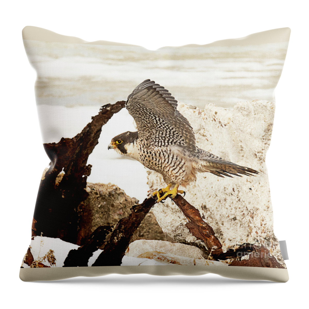 Bird Throw Pillow featuring the photograph Peregrine Falcon #1 by Dennis Hammer