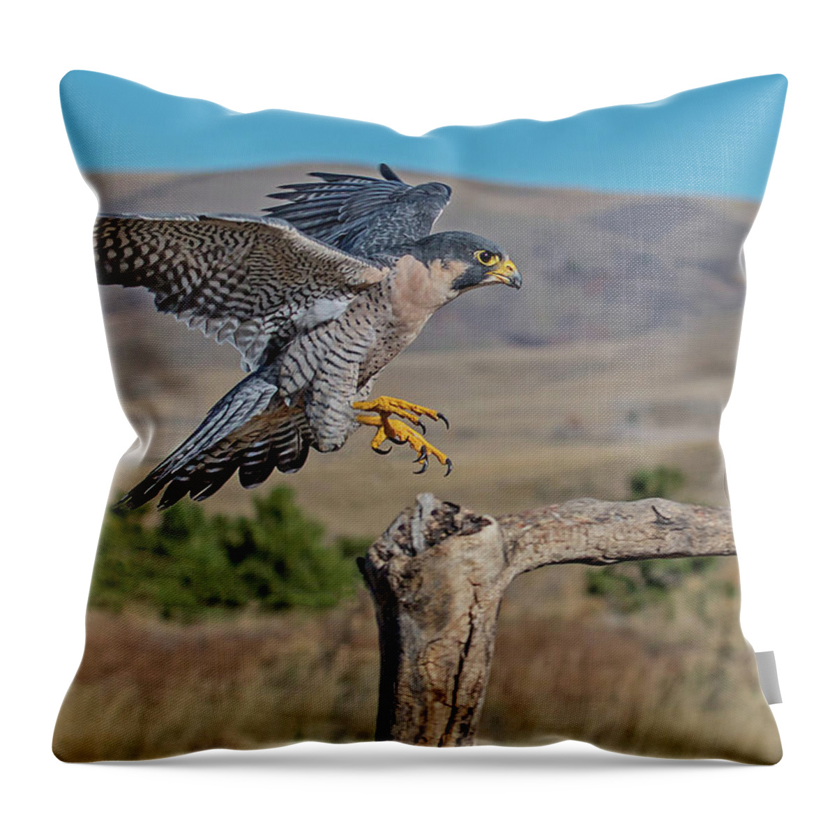Falco Peregrinus Throw Pillow featuring the photograph Peregrine Falcon Landing #1 by Dawn Key