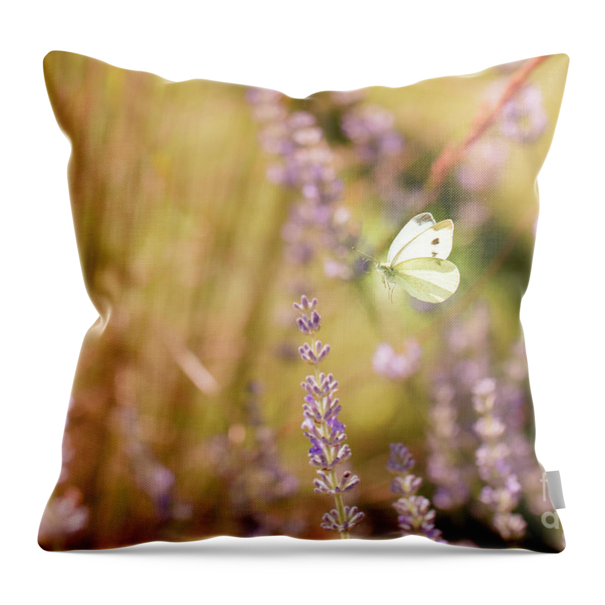 Europe Throw Pillow featuring the photograph Pieris brassicae, the large white, also called cabbage butterfly #1 by Amanda Mohler