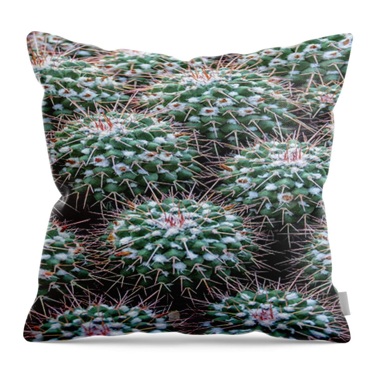 Plant Throw Pillow featuring the photograph Pincushion Cactus #2 by Pat Cook