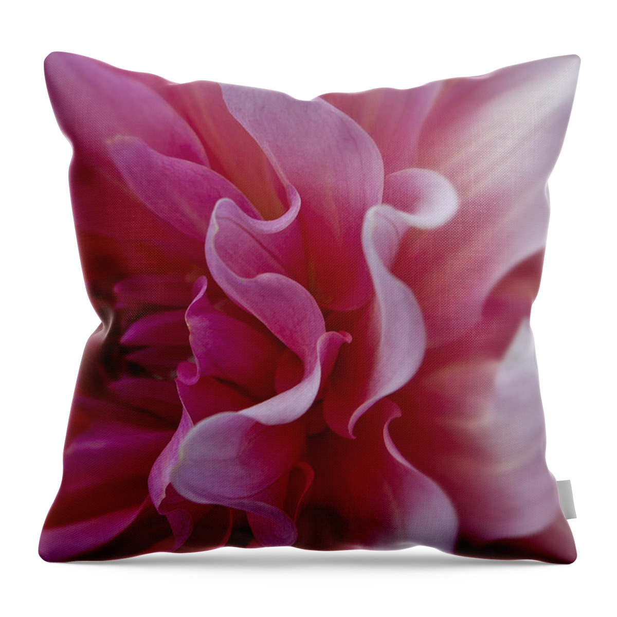 Pink Dahlia Throw Pillow featuring the photograph Pink Dahlia #2 by Ken Barrett