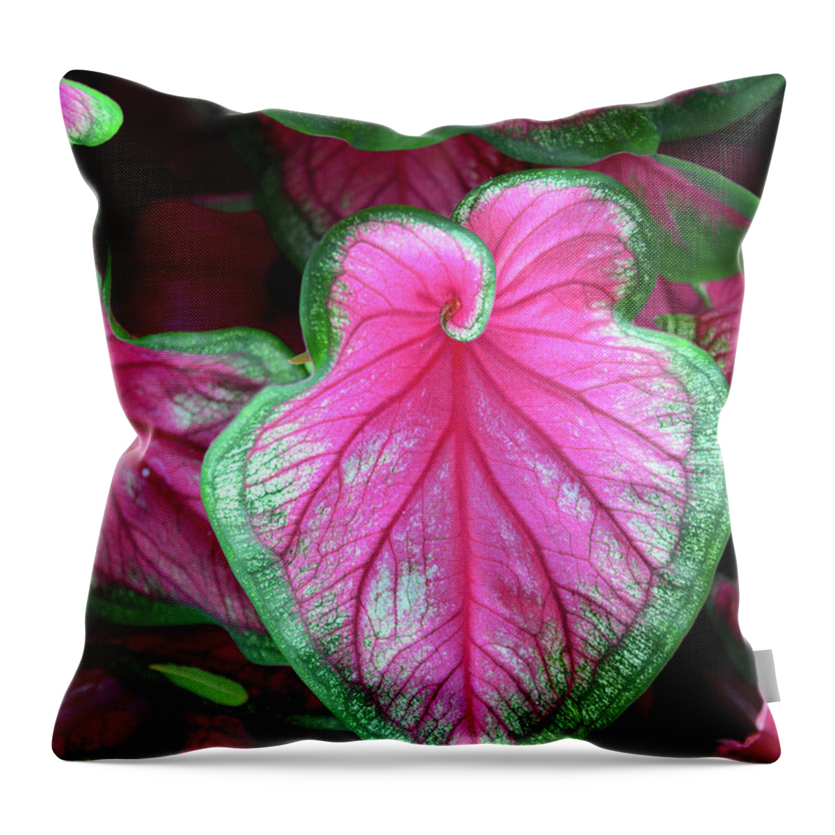Plant Throw Pillow featuring the photograph Plant beauty #1 by David Lee Thompson