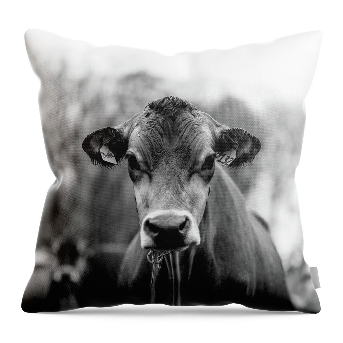 Livestock Throw Pillow featuring the photograph Portrait of a dairy cow in the rain Stowe Vermont #1 by Edward Fielding