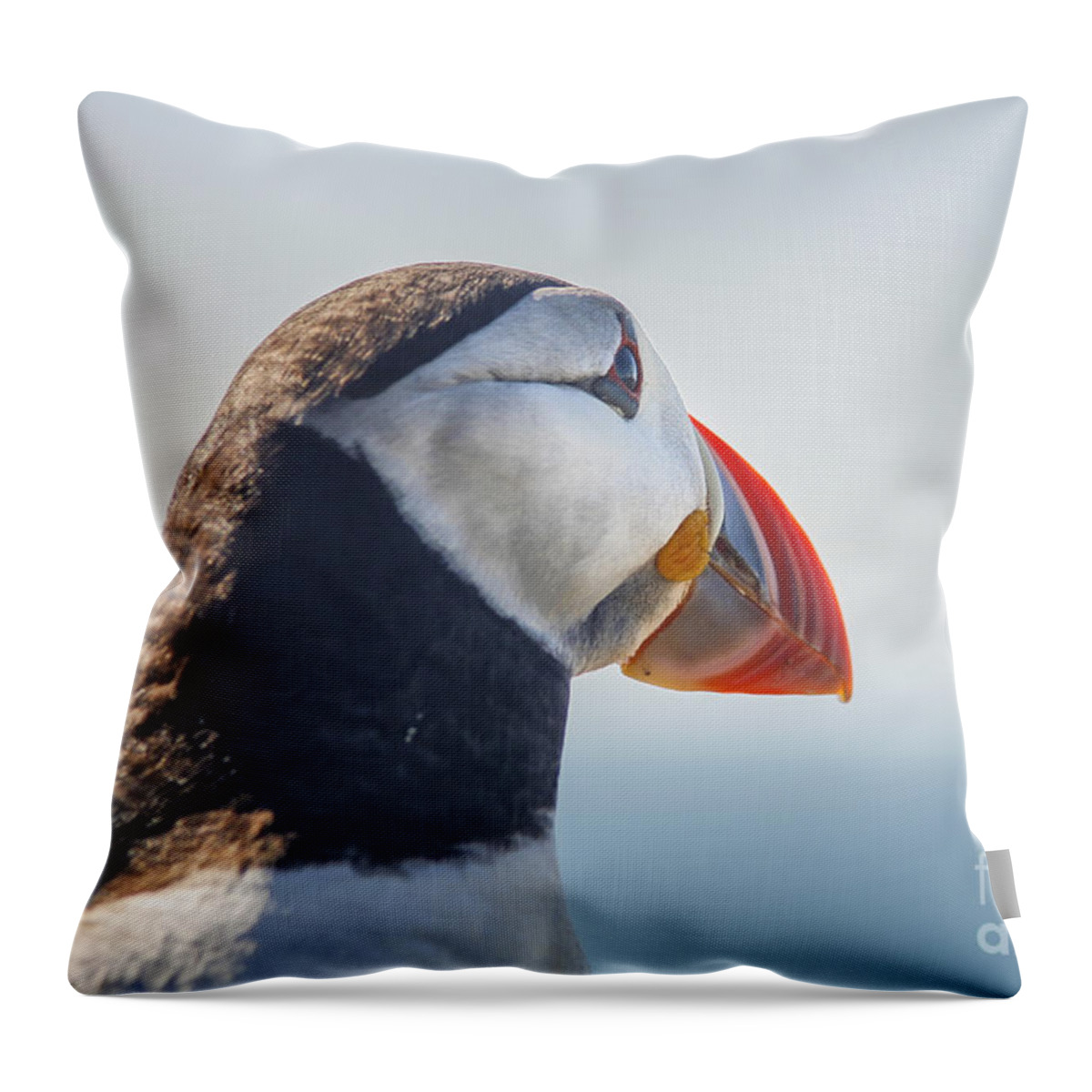 Atlantic Throw Pillow featuring the photograph Puffin in close up by Patricia Hofmeester