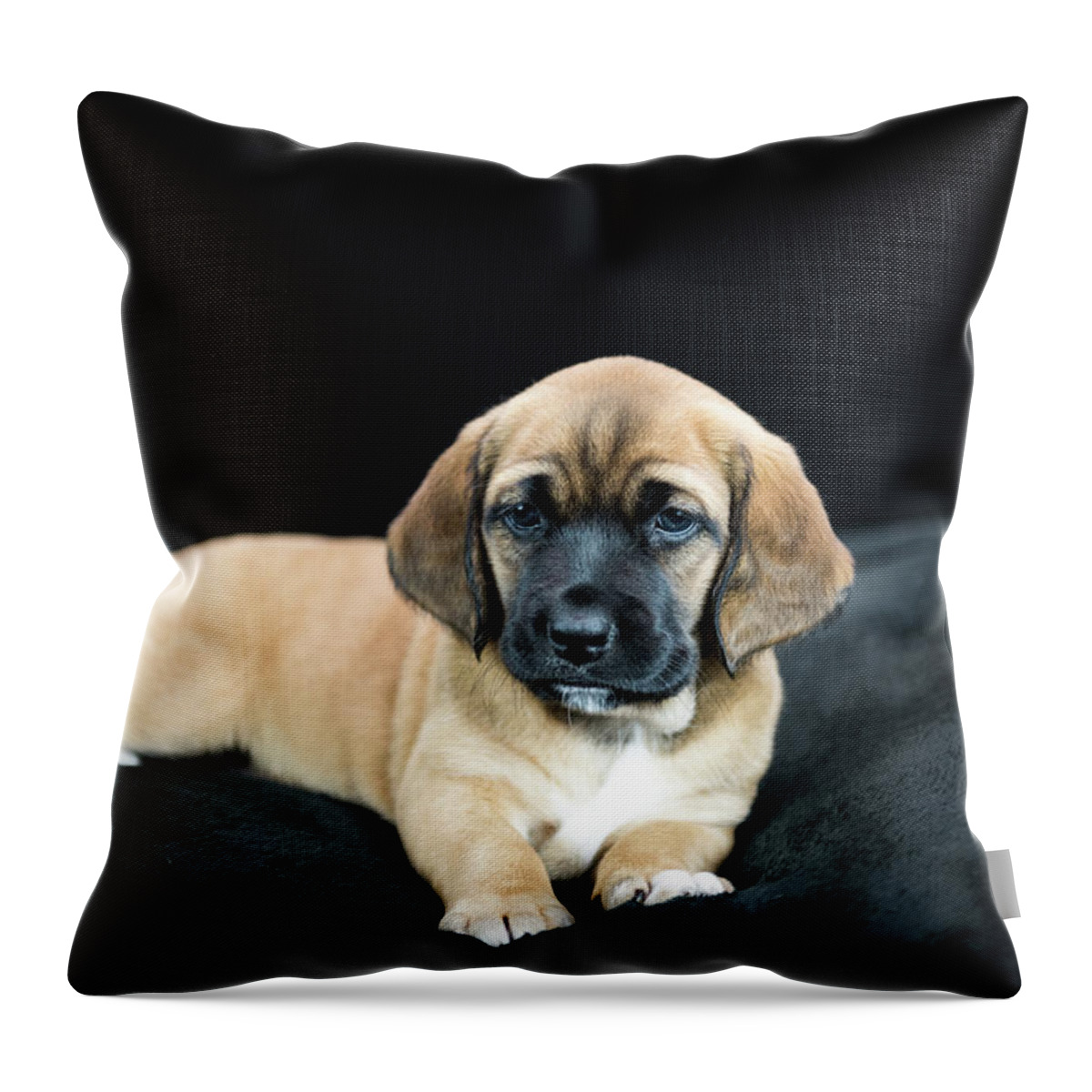 Puppies Throw Pillow featuring the photograph Puppy Love #1 by Tammy Ray