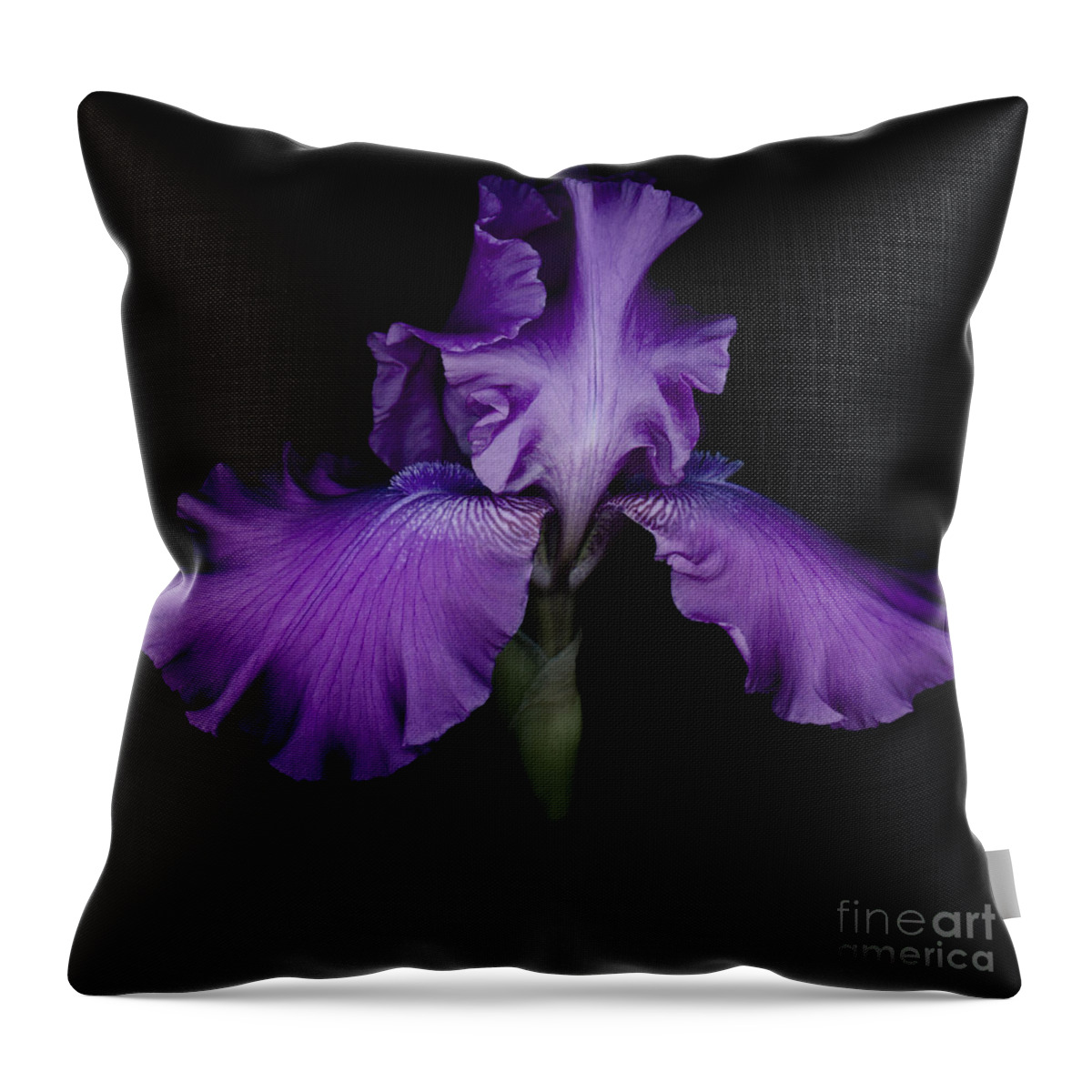 Iris Throw Pillow featuring the photograph Purple Iris #1 by Oscar Gutierrez