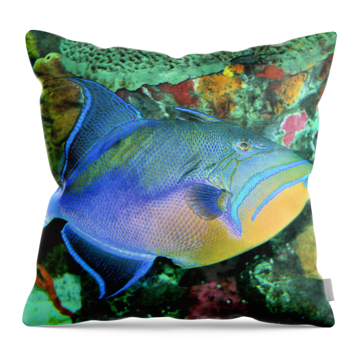 Queen Triggerfish Throw Pillow featuring the photograph Queen Triggerfish #1 by Kristin Elmquist