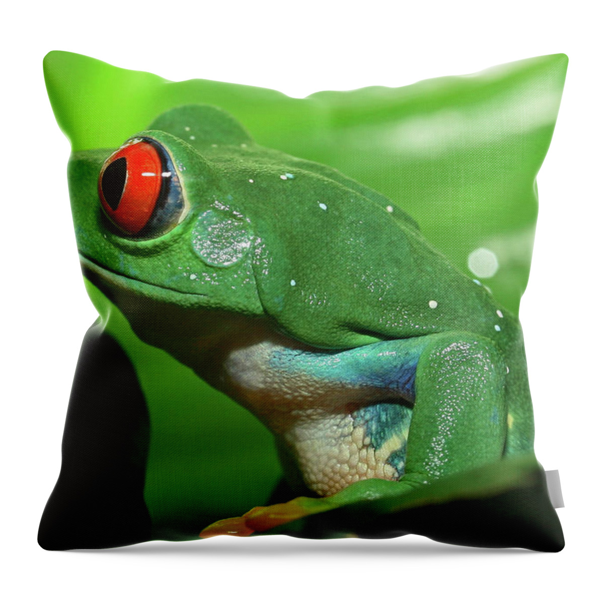 Red Eyed Tree Frog Throw Pillow featuring the photograph Red Eyed Tree Frog #1 by David Freuthal
