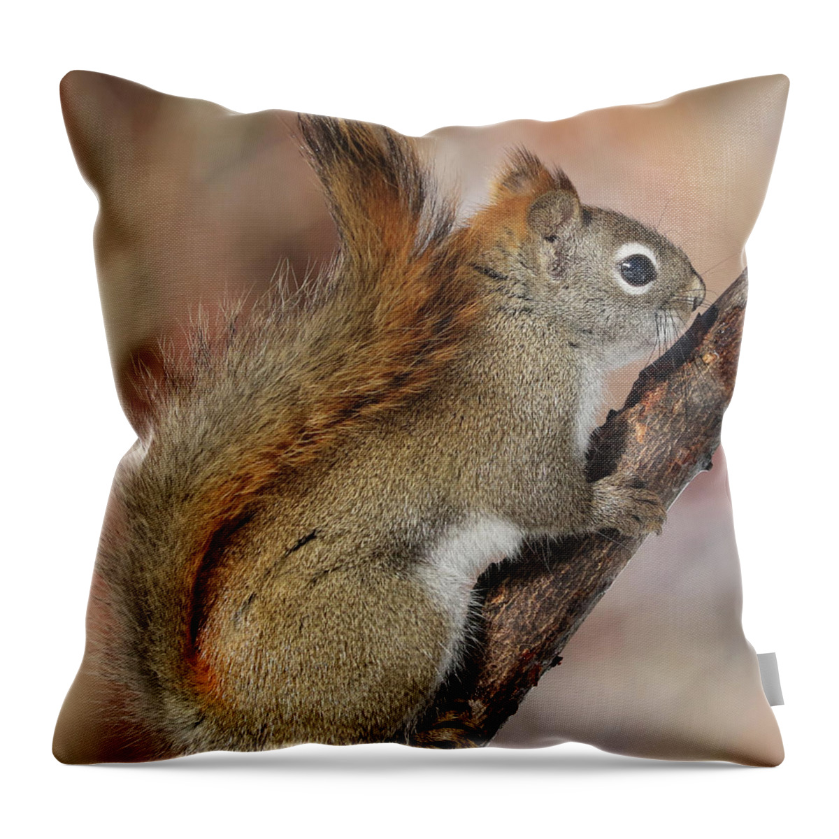 American Red Squirrel Throw Pillow featuring the photograph Red Squirrel #1 by Doris Potter