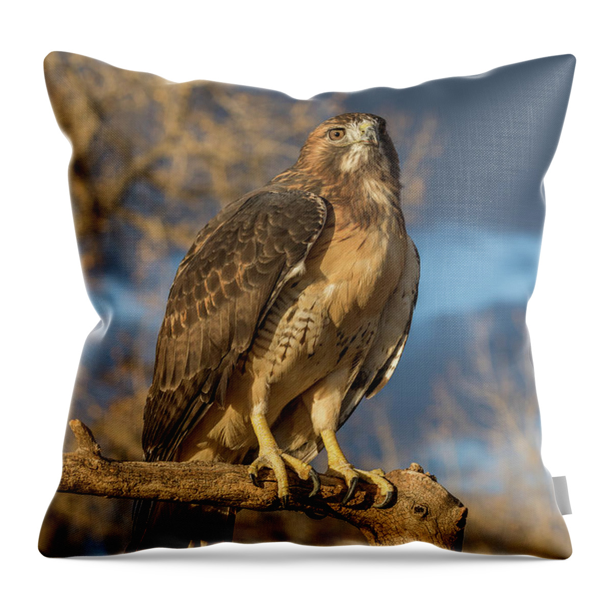 Red Tailed Hawk Throw Pillow featuring the photograph Red-tailed Hawk Portrait #1 by Tony Hake