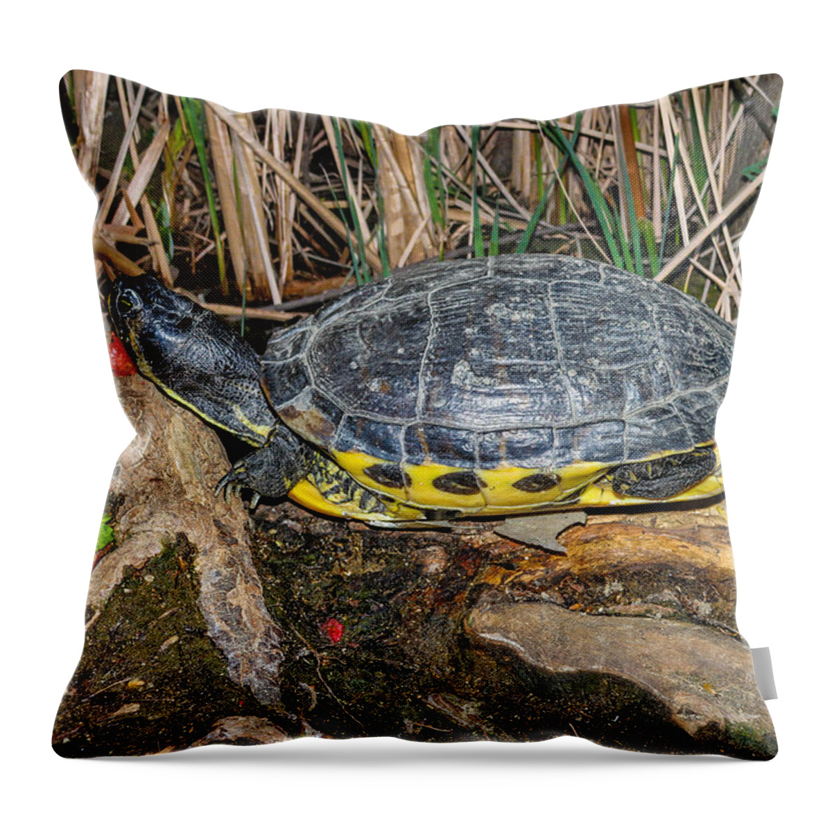 Turtle Throw Pillow featuring the photograph Resting #1 by Robert Hebert