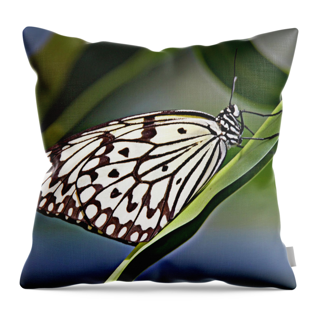 Butterfly Throw Pillow featuring the photograph Rice Paper Butterfly 8 by Walter Herrit
