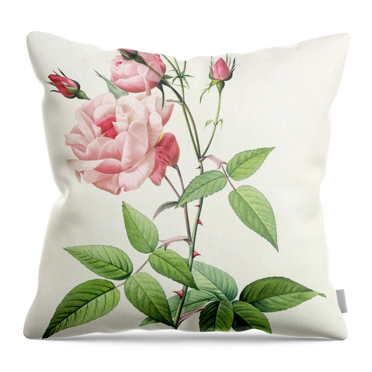 Rosa Throw Pillow featuring the drawing Rosa Indica Vulgaris by Pierre Joseph Redoute