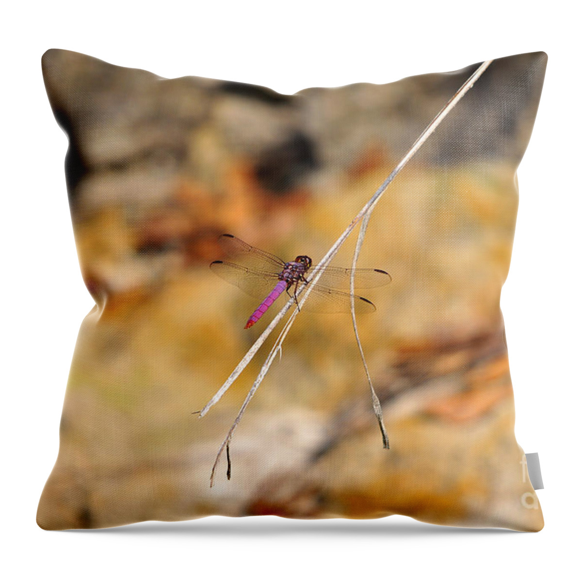 Roseate Skimmer Throw Pillow featuring the photograph Fuchsia Fly by Al Powell Photography USA