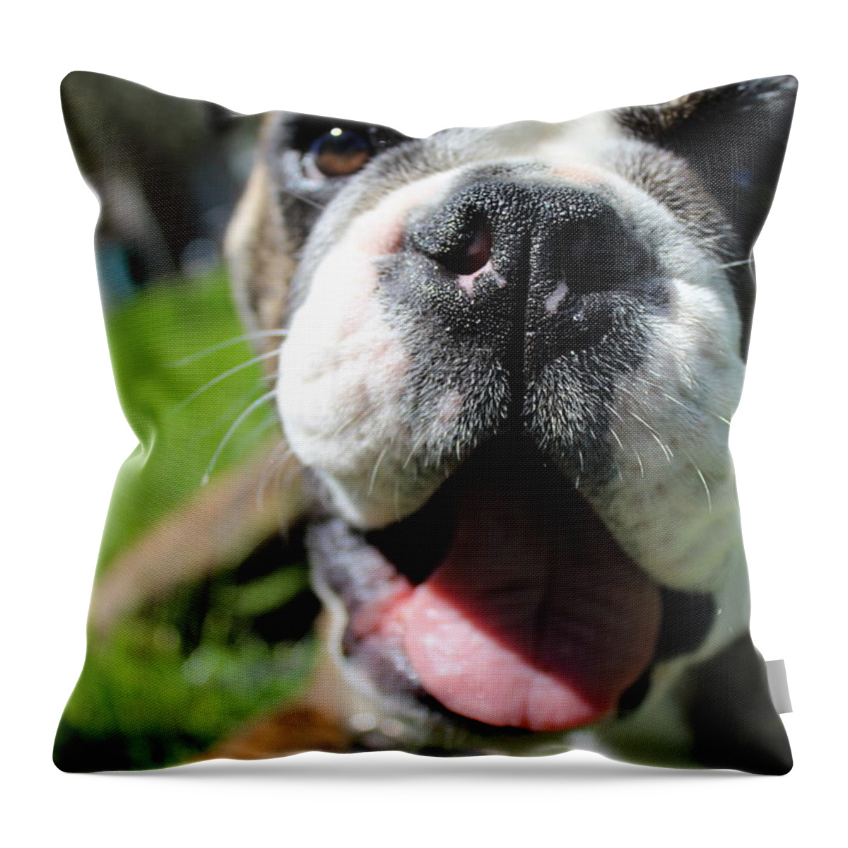 Miss Roxy Throw Pillow featuring the photograph Roxy the Bulldog Puppy #1 by Tracey Rees