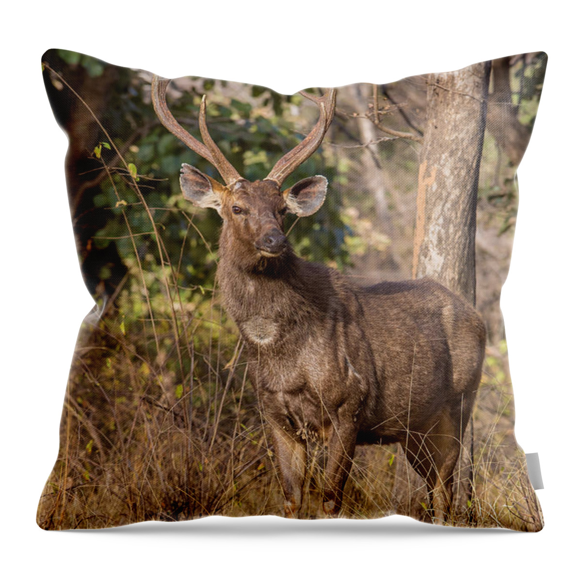 Sambar Deer Throw Pillow featuring the photograph Sambar Deer, India #1 by B. G. Thomson