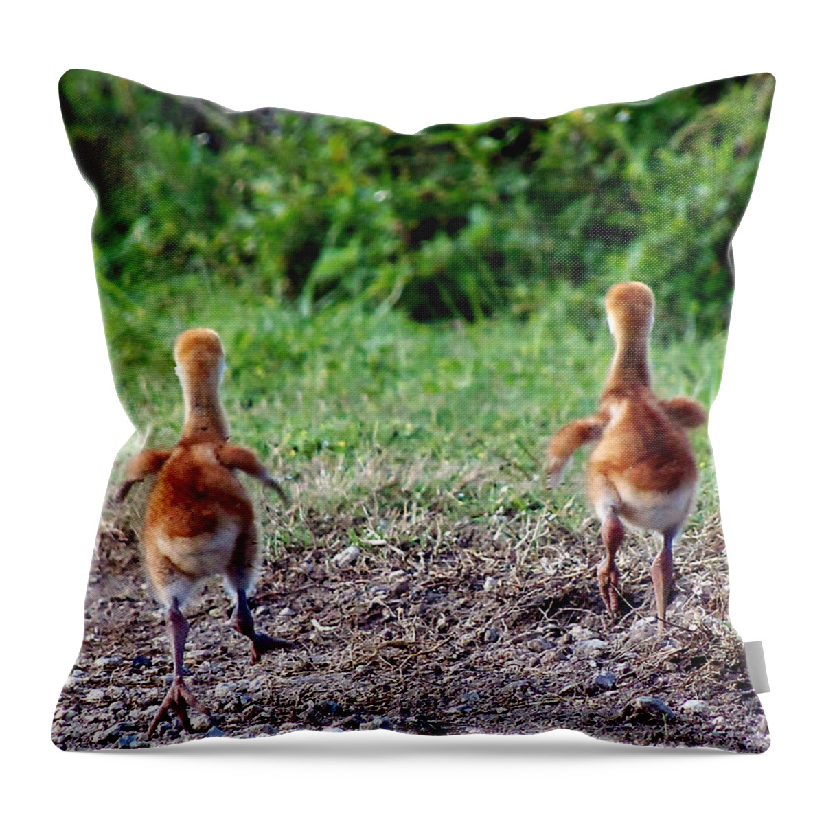 Animals Throw Pillow featuring the photograph Sandhill Crane Chicks 000 #1 by Christopher Mercer