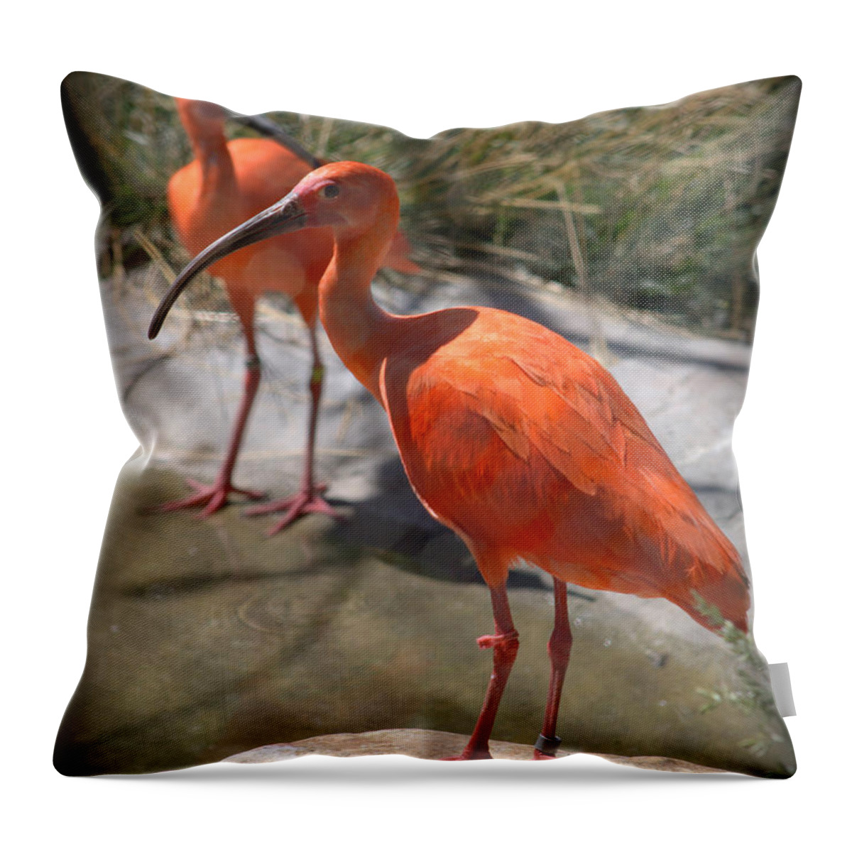 Bird Throw Pillow featuring the photograph Scarlet Ibis Eudocimus ruber #1 by Nathan Abbott