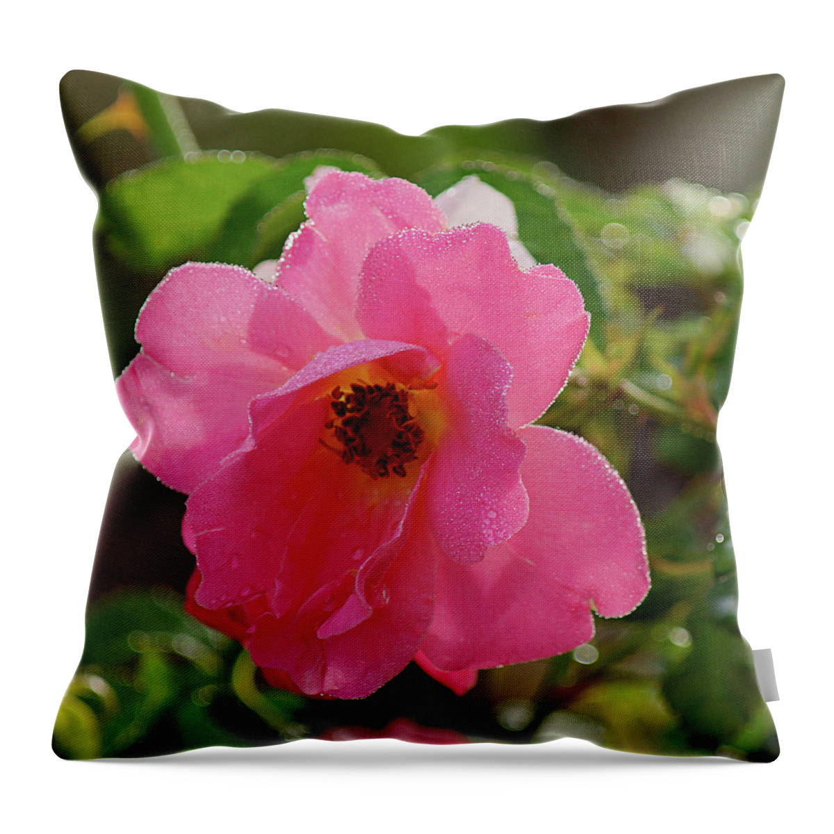 Wild Rose Throw Pillow featuring the photograph Shining in the Rain #1 by Leda Robertson