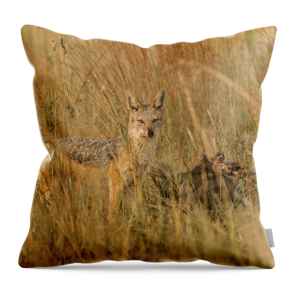 Animals Throw Pillow featuring the photograph Silver backed jackal #1 by Patrick Kain