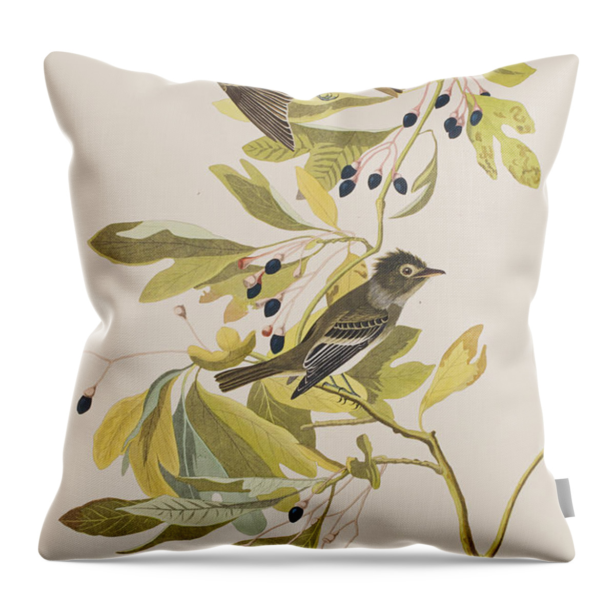 Flycatcher Throw Pillow featuring the painting Small Green Crested Flycatcher by John James Audubon