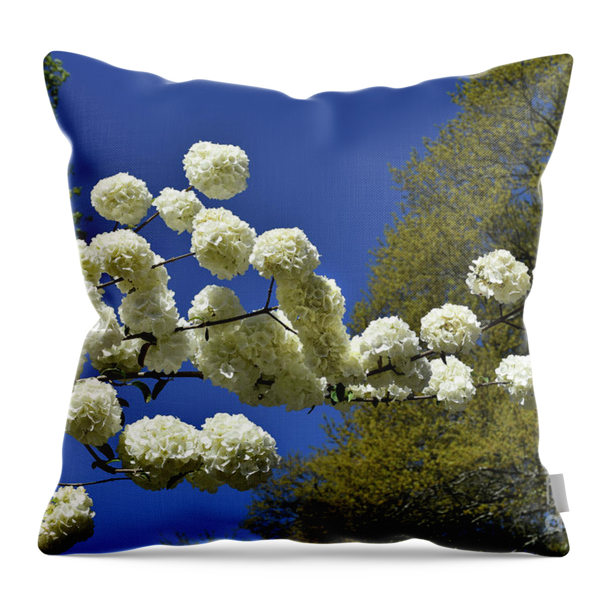 Scenic Tours Throw Pillow featuring the photograph Snowballs #1 by Skip Willits