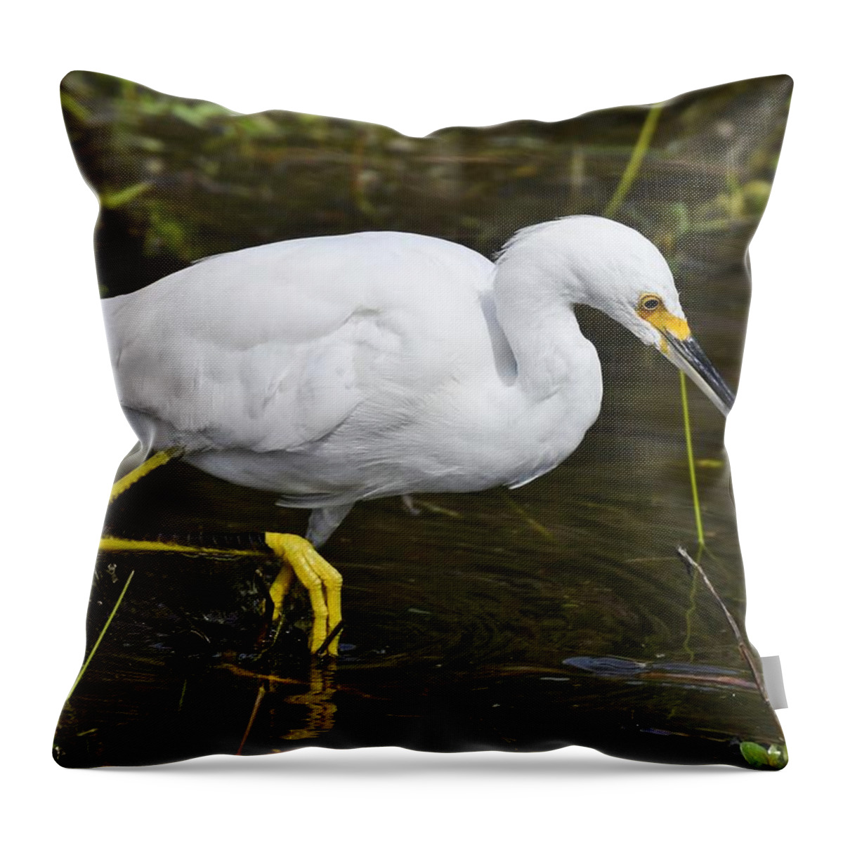 Egret Throw Pillow featuring the photograph Snowy Egret #1 by David Campione